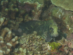 Obscure Blenny photo 2