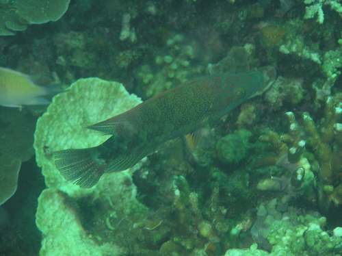 Celebes wrasse (Oxycheilinus celebicus) — Labridae