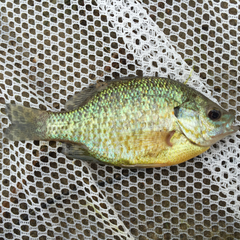 Lepomis gibbosus × macrochirus