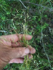 Poa autumnalis