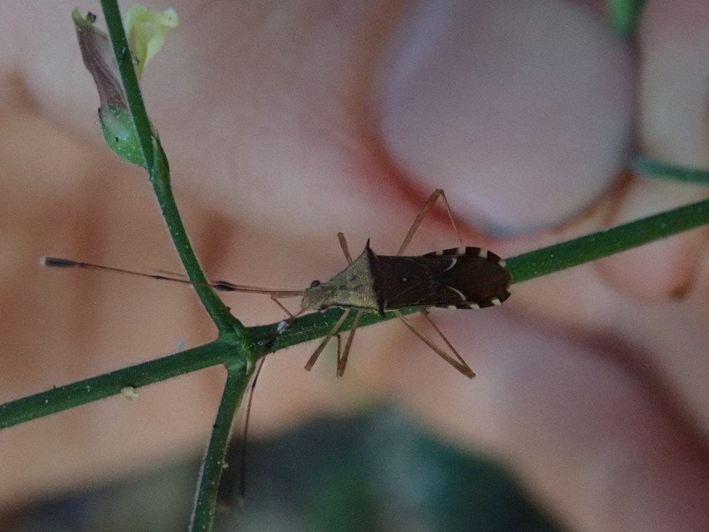 Hydarella chiangdaoensis