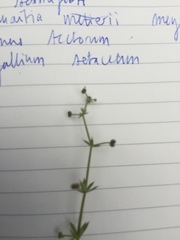 Angiospermae