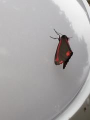 Tyria jacobaeae