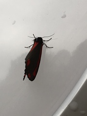Tyria jacobaeae