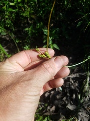 Carex caroliniana