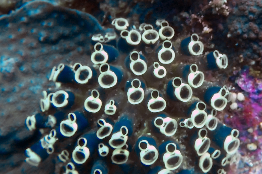 Social Tunicate