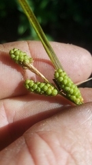 Carex caroliniana