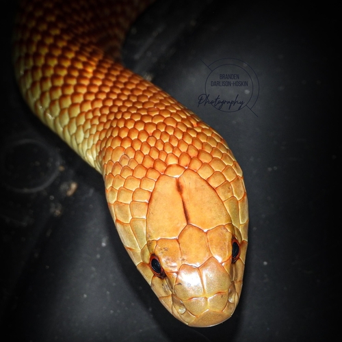 Mulga Snake sighting