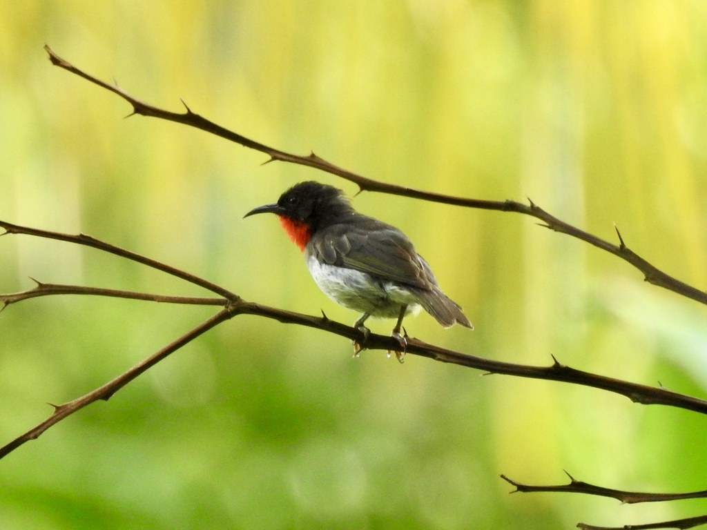 Sclater's Myzomela photo