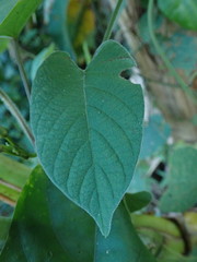 Ipomoea cambodiensis
