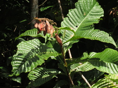 Warszewiczia coccinea
