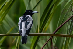 Hooded Butcherbird photo 1