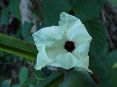 Ipomoea cambodiensis