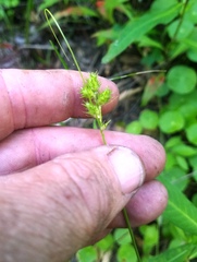 Carex brevior