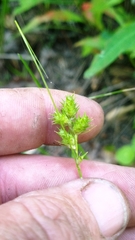 Carex brevior