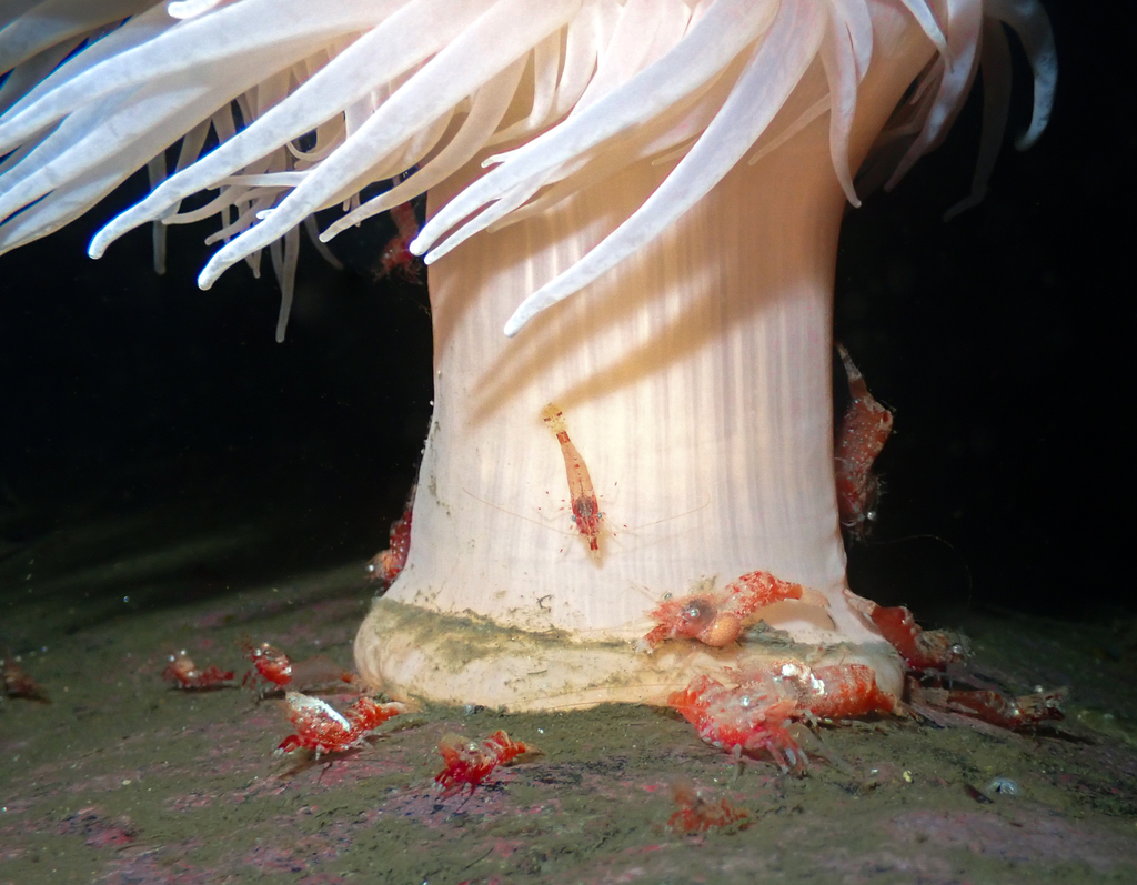Friendly Blade Shrimp