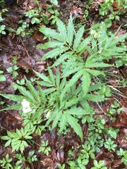 Cardamine kitaibelii