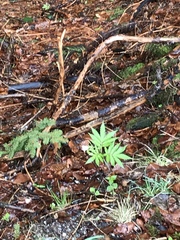 Cardamine kitaibelii