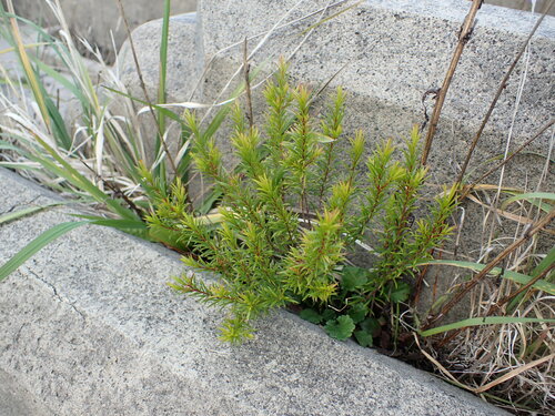 Coleonema pulchellum