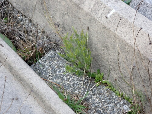Coleonema pulchellum