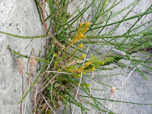 Coleonema pulchellum