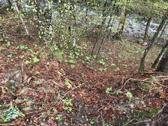Cardamine kitaibelii