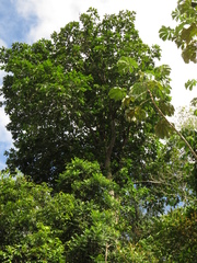 Bertholletia excelsa