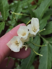 Cardamine kitaibelii