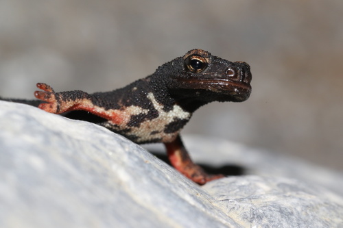 Northern Spectacled Salamander, photo 3 of 10