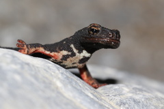 Northern Spectacled Salamander photo 3