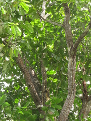 Bertholletia excelsa