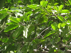 Bertholletia excelsa