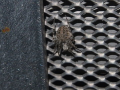 Neoscona nautica