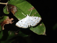 Pycnarmon lactiferalis
