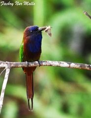 Purple-Bearded Bee-Eater photo 3