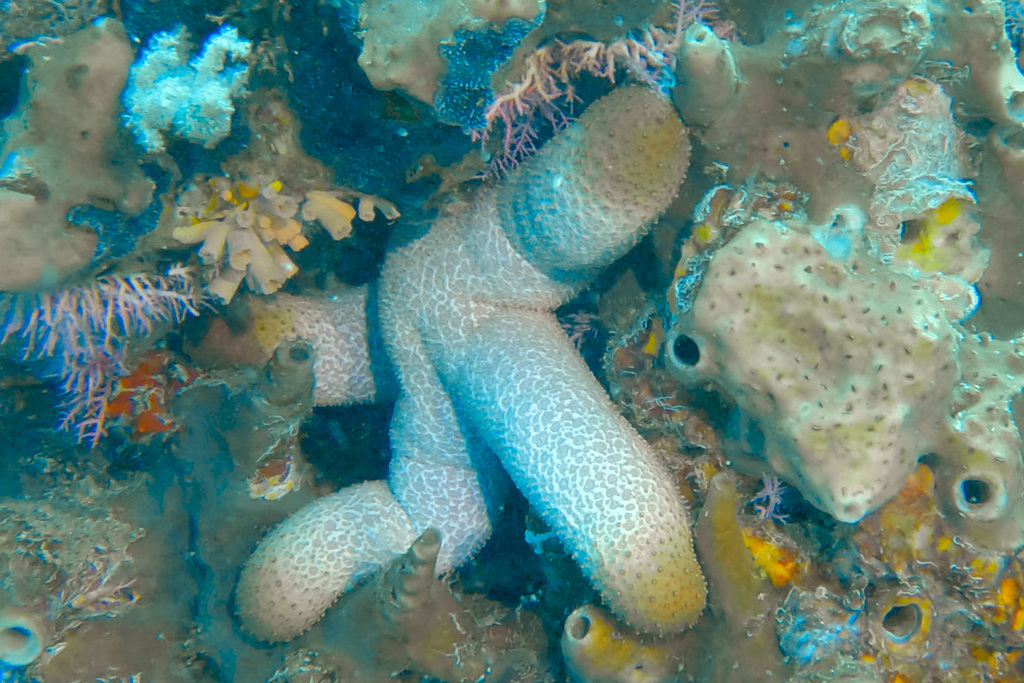 Catala's star (Thromidia catalai)