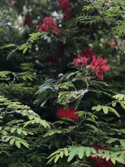 Calliandra californica