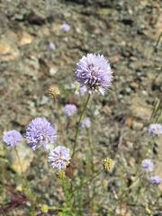 Gilia capitata