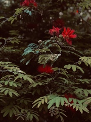Calliandra californica