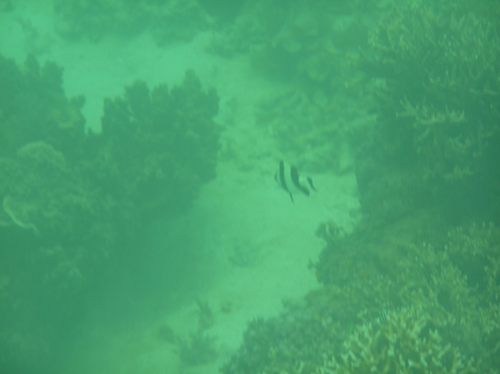 Blacktail Damselfish