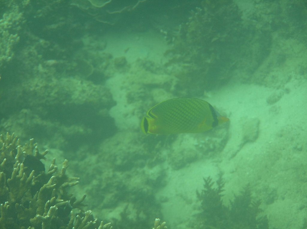 Latticed Butterflyfish
