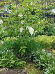 Davidia involucrata