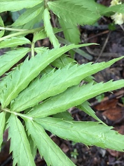 Cardamine kitaibelii