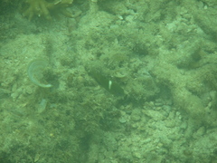 White-Spot Damsel photo 4