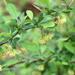 Japanese Barberry - Photo (c) Mark Kluge, some rights reserved (CC BY-NC-ND)