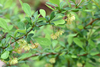 Japanese Barberry - Photo (c) Mark Kluge, some rights reserved (CC BY-NC), uploaded by Mark Kluge