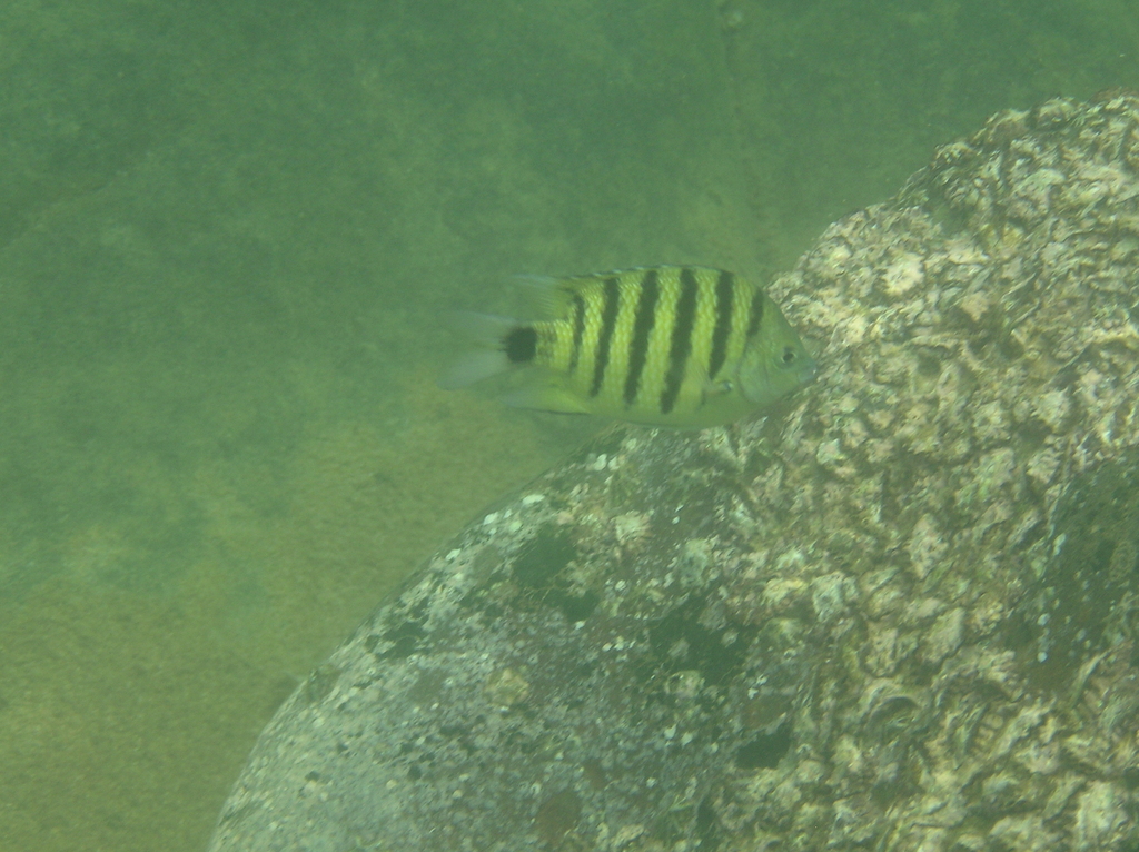 Black-tailed Sergeant-major