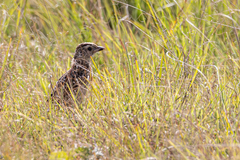 Rudd's Lark photo 1