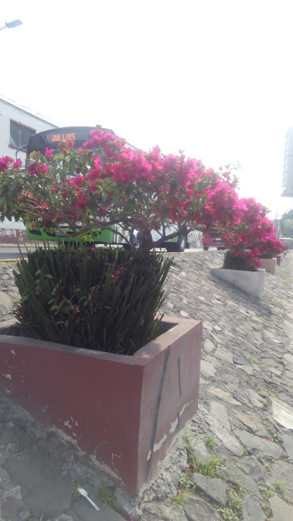 bougainvilleas from 5 de Mayo, Toluca de Lerdo, Méx., México on April ...