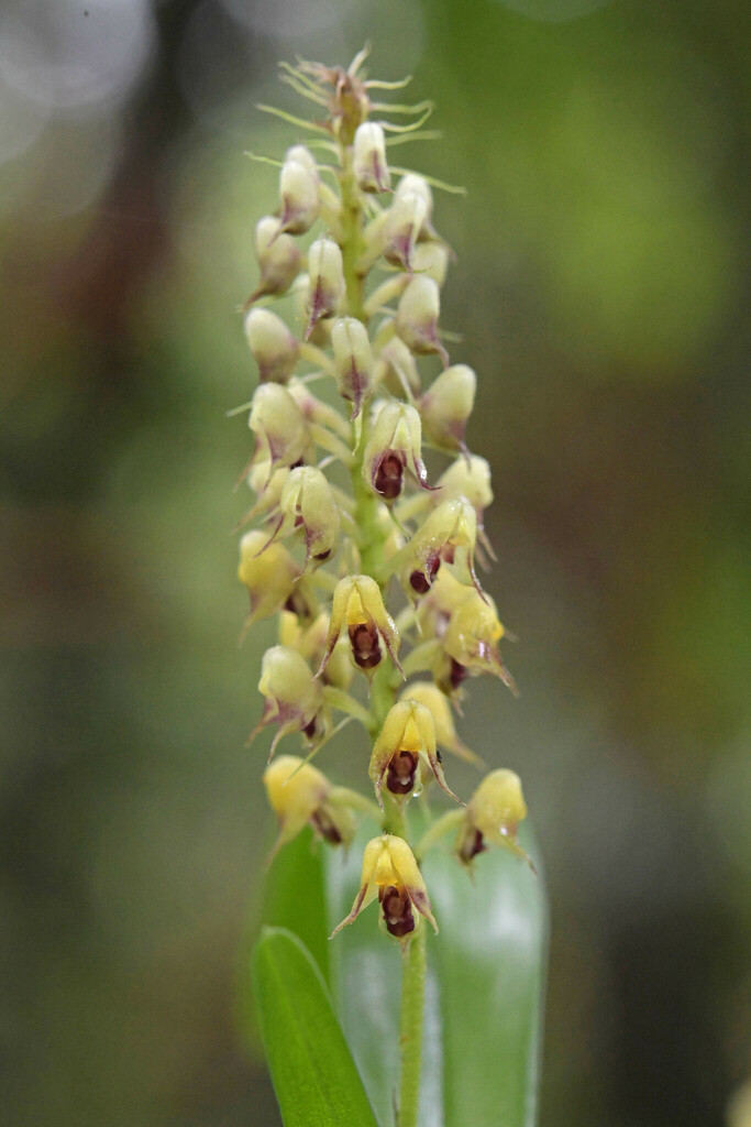 Polystachya adansoniae